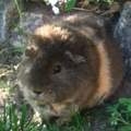 welche rasse ist meine meerschweinchendame?
