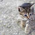 Welcher Babykatername ?!