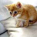 Welcher Babykatername ?!