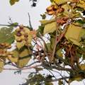 Welcher Baum ?