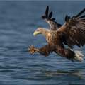 Welcher Vogel ist das auf dem Bild?