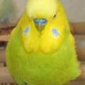 Welcher welli ist das?