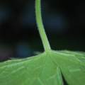 Welches Gewächs ist das? Malve?