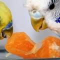 Wellensittiche fressen kein Obst!