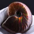 Wer kennt sich aus mit Ammoliten? Irisierende/ opalisierende Fossilien? Wert?