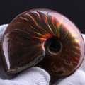 Wer kennt sich aus mit Ammoliten? Irisierende/ opalisierende Fossilien? Wert?