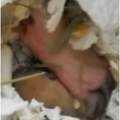 Wer kennt sich mit Rennmaus-Nachwuchs aus?