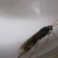 wespenart