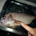 Wie dieser Fisch heisst möchte ich gerne wissen?