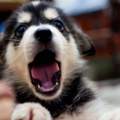 Wie hält man am besten einen Siberian Husky ? (Wohnung)