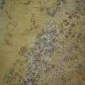 wie heissen diese fossile ??