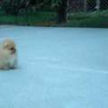 hund