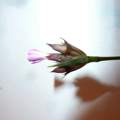wie heißt diese lila blume?