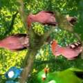 Wie heißt diese Vogelart???x