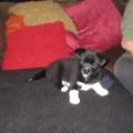 hundewelpe