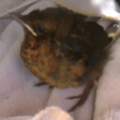 Wieder einmal hat mein Kater einen Vogel mitgebracht.