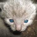 Wieviel muss eine Babykatze am Tag drinken?