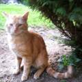 Wildlebenden Kater an neues Zuhause gewöhnen?