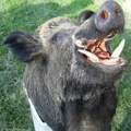 Wildschweinangriff! - Hilfestellungen!