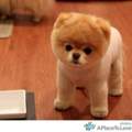 Hier der Pomeranian Puppy Boo (: