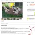 Worauf muss ich beim Züchter achten?