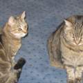Zweite Katze, Ja oder Nein? Wenn ja, jung oder ältere Katze?