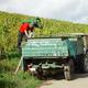 Arbeit im Weinberg (Weingut Borens)