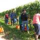 Bei der Weinlese (Weingut Frank Schmidt)