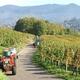 Im Weinberg fällt das ganze Jahr Arbeit an (Winzergenossenschaft Waldulm)