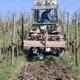 Auflockerung des Bodens im Weinberg