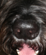 bignose