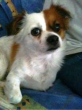 fritzhund