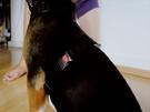So bringe ich meinem Hund den Trick 