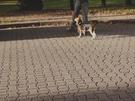 So lernt der Hund an der Leine zu Laufen