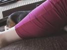 So lernt der Hund den Trick: Danke