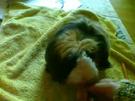 Meerschweinchen Tricks!