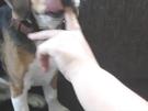 So lässt sich der Hund ins Maul fassen