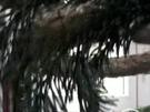 Weihnachtskranz selber machen