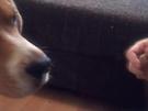 So lernt der Hund das Apportieren