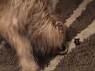 Beschäftigungsspiele für Hunde im Haus