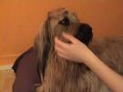 So schneidet man einem Briard die Augen frei