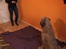 So hört der Hund auf das Kommando BLEIB