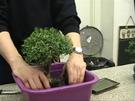 Bonsai bewässerung