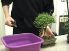 Bonsai beschneiden