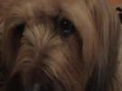 Hunde-Leckerlis selbst machen