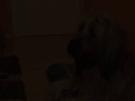 Trick: So bringe ich einem Hund den Nasentarget bei