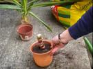 Yucca Palme züchten