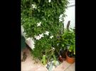 schnell rankende Pflanze für Balkon und Garten