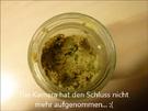 Leckeres Rezept für Humus - ideale Grillbeilage