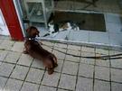 Hund und Katze mit Tierarzthilfe ohne Zecken